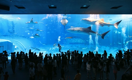 美ら海水族館